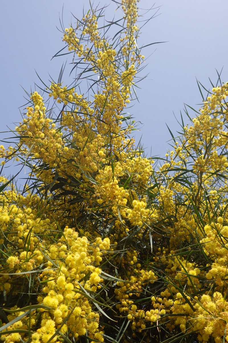 Image of Acacia retinodes specimen.