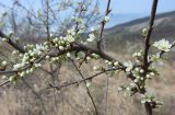 Prunus spinosa. Часть веточки с бутонами и распускающимися цветами. Краснодарский край, м/о г. Геленджик, хр. Маркотх, гора Иорданова, зарастающий кустарником луговой склон. 30.03.2025.