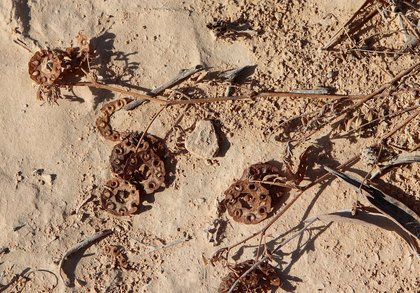 Image of Hippocrepis multisiliquosa specimen.