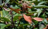 View full-size image Eriobotrya japonica