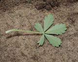 Смотреть изображение Potentilla incana