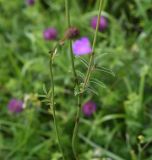 View full-size image Sanguisorba officinalis