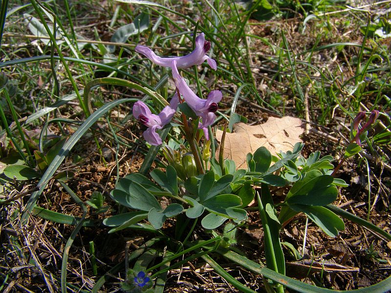 Изображение особи Corydalis paczoskii.