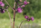 Cirsium palustre. Часть растения с соцветиями. Московская область, Раменский р-н, окресности дер. Хрипань, разнотравье под высоковольтной линией.30.06.2001