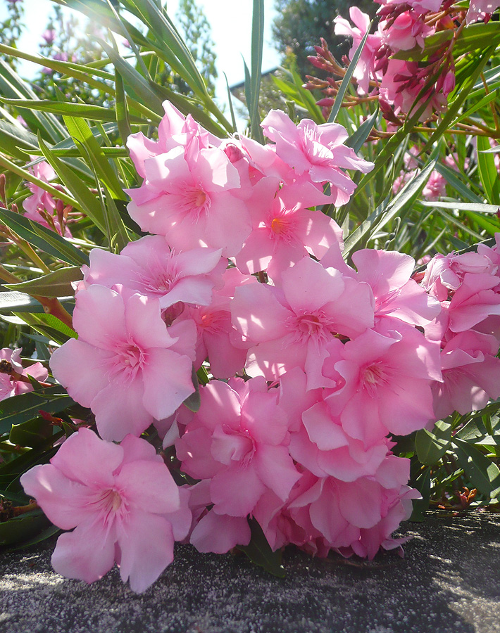 Image of Nerium oleander specimen.