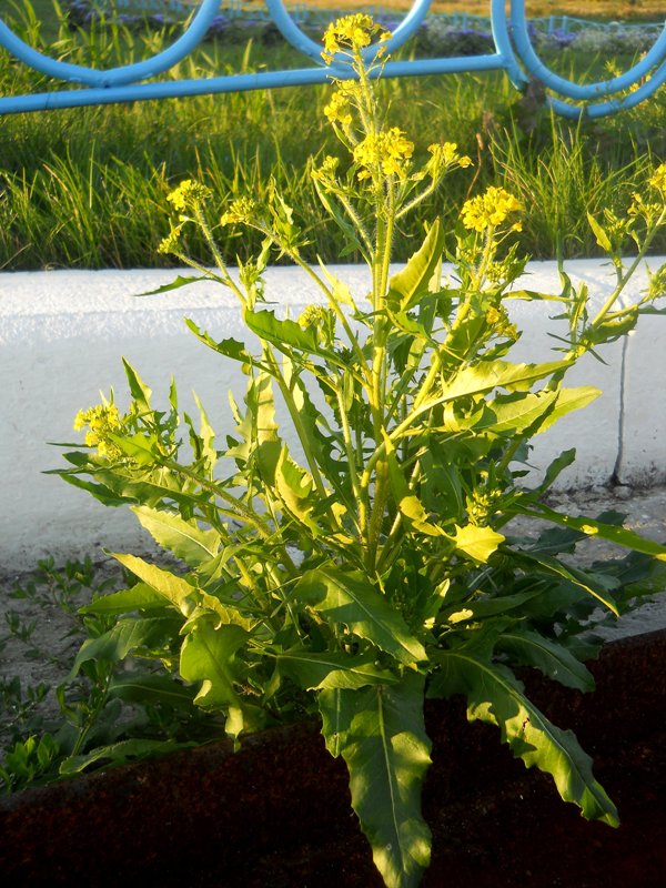 Image of Sisymbrium loeselii specimen.