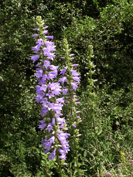 Image of Campanula bononiensis specimen.