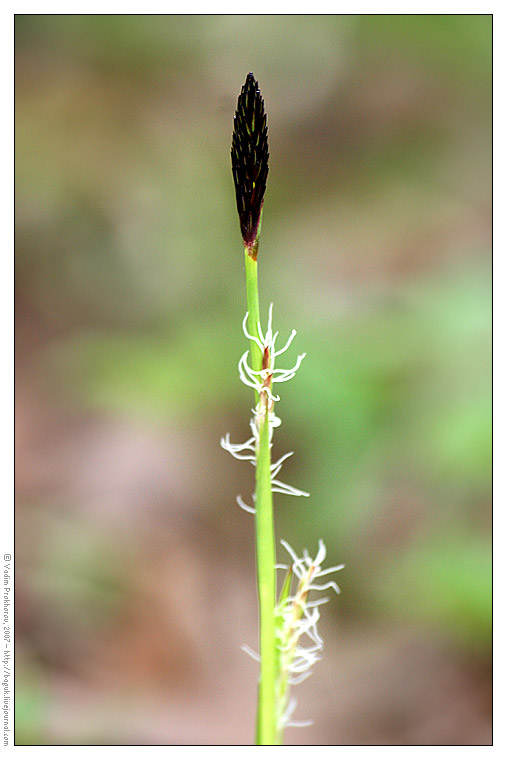 Изображение особи Carex pilosa.