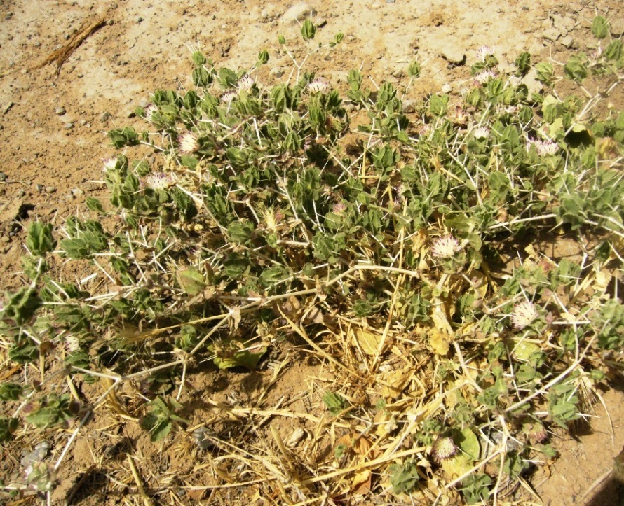 Image of Centaurea belangeriana specimen.