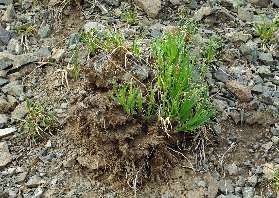 Image of Allium oreoprasum specimen.