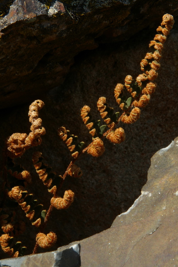 Image of Paragymnopteris marantae specimen.