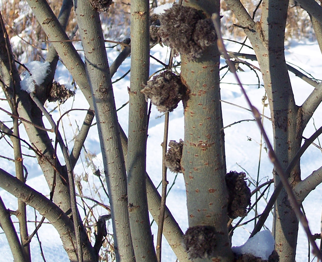 Изображение особи Salix caprea.