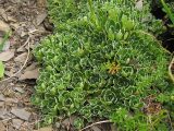 Saxifraga paniculata. Куртина листовых розеток. Украина, Закарпатская обл., Раховский р-н, 1800 м н.у.м., на каменистой осыпи. 27 августа 2008 г.