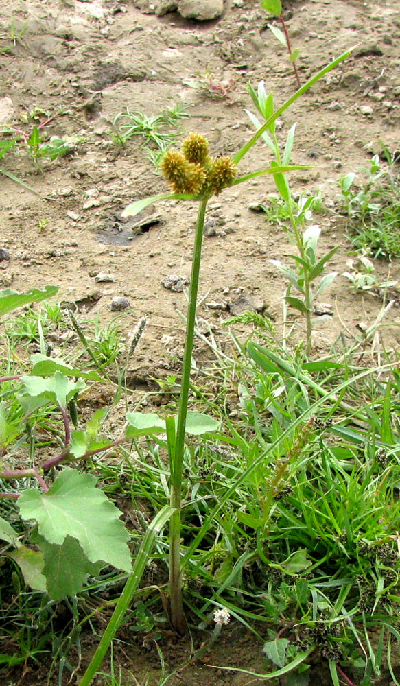 Image of Cyperus glomeratus specimen.