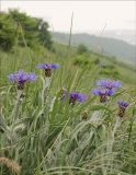 Centaurea czerkessica