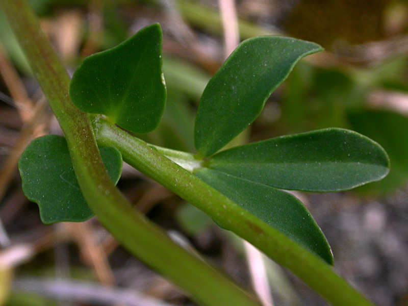 Image of Lotus corniculatus specimen.