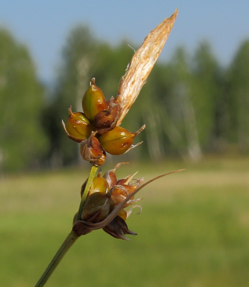 Image of Carex supina specimen.