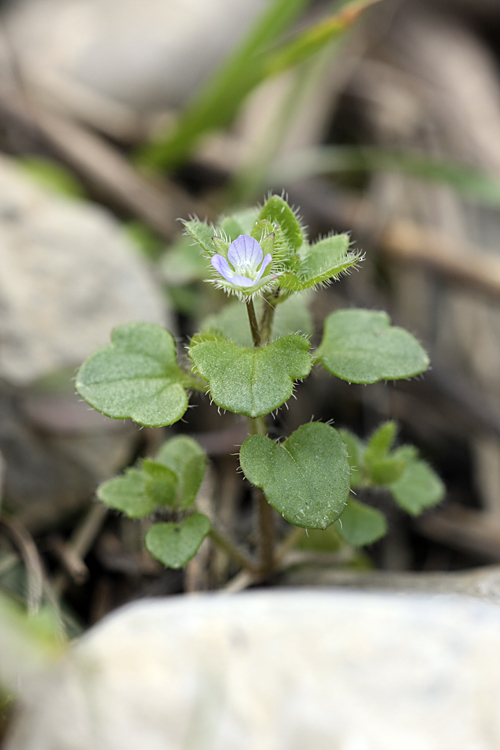 Изображение особи Veronica hederifolia.