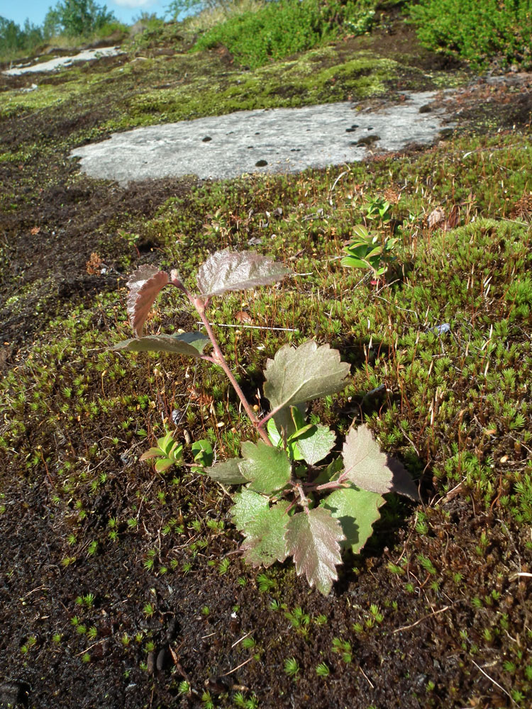 Image of genus Betula specimen.