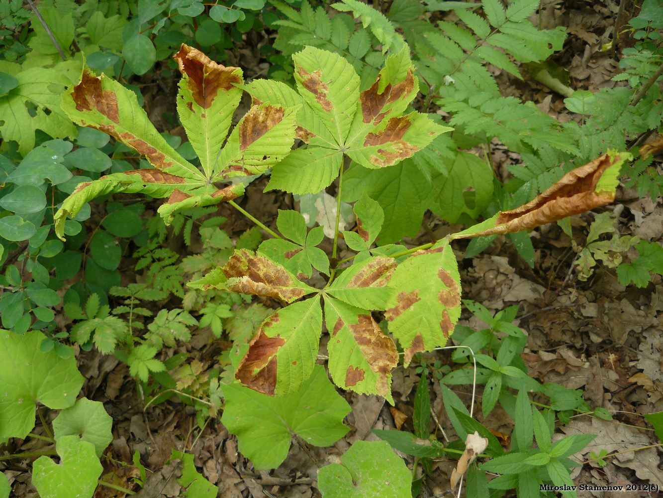 Image of Aesculus hippocastanum specimen.