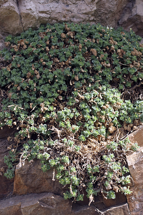 Image of Scutellaria immaculata specimen.