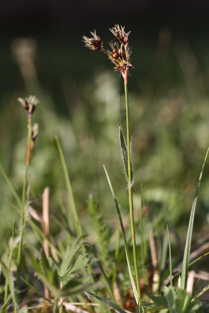 Image of Luzula multiflora specimen.