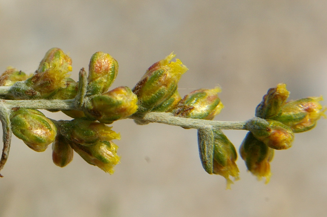 Image of Artemisia santonicum specimen.