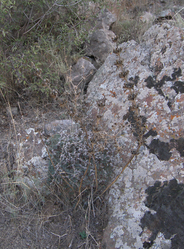 Image of Phlomoides laciniata specimen.