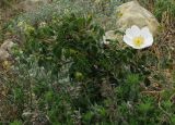 Rosa turcica. Цветущий кустарник. Крым, гора Куш-Кая. 21.05.2012.
