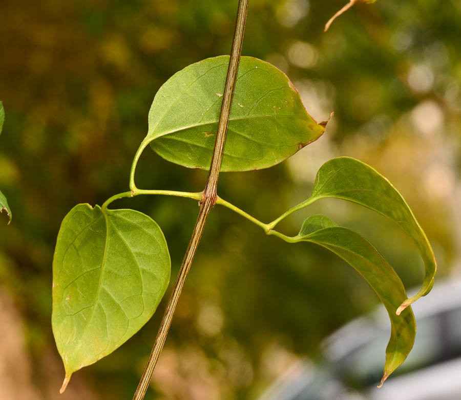 Image of Pyrostegia venusta specimen.