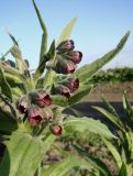 Cynoglossum officinale. Верхушка цветущего растения. Краснодарский край, Кущевский р-н, станица Шкуринская, обочина полевой дороги 16.05.2009.