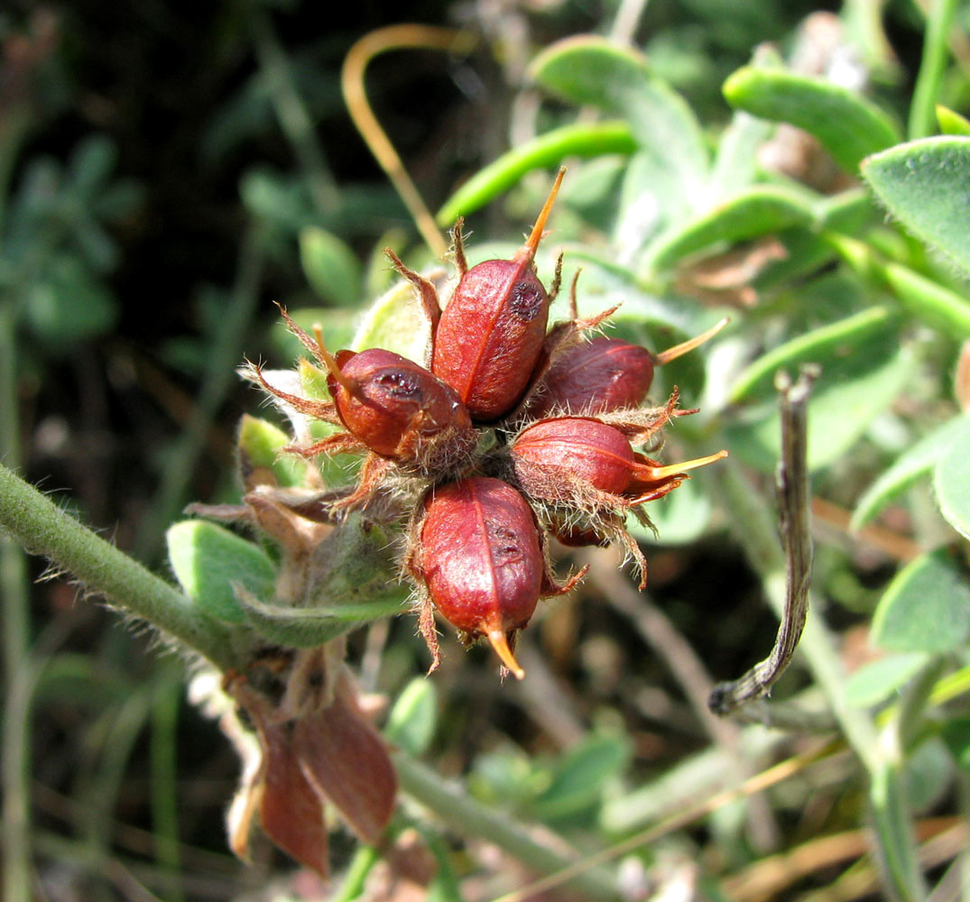 Image of Dorycnium hirsutum specimen.