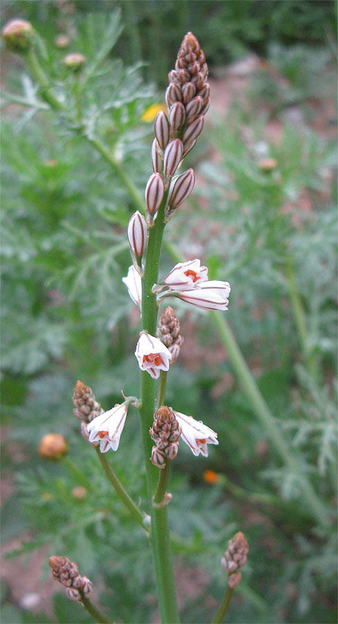 Изображение особи Asphodelus tenuifolius.