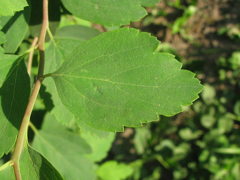 Image of Spiraea &times; vanhouttei specimen.