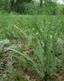 Iris pineticola