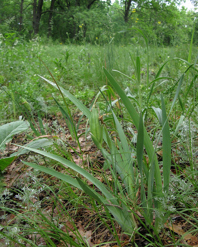 Image of Iris pineticola specimen.