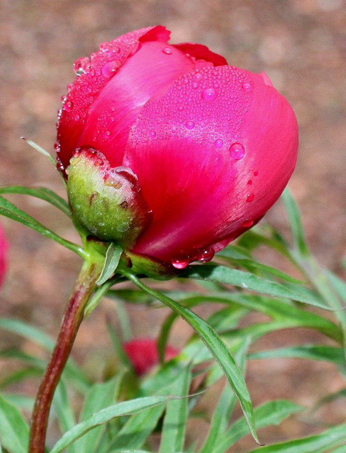 Image of Paeonia &times; smouthii specimen.