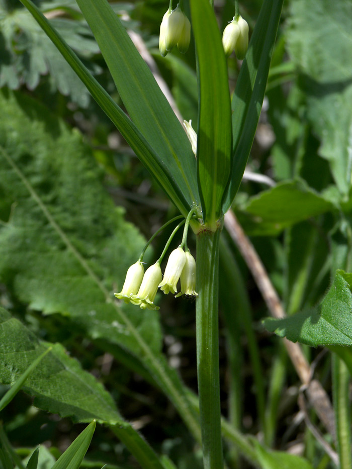 Изображение особи Polygonatum verticillatum.