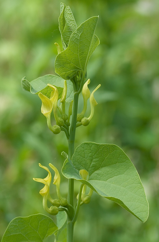 Изображение особи Aristolochia clematitis.