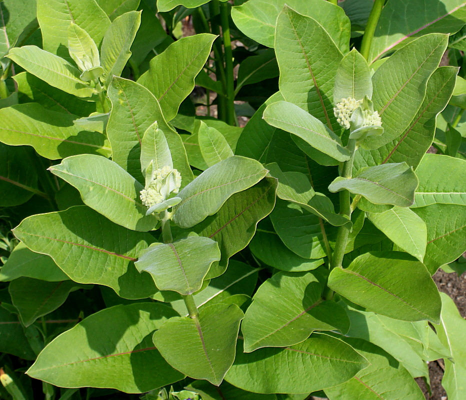 Изображение особи Asclepias syriaca.