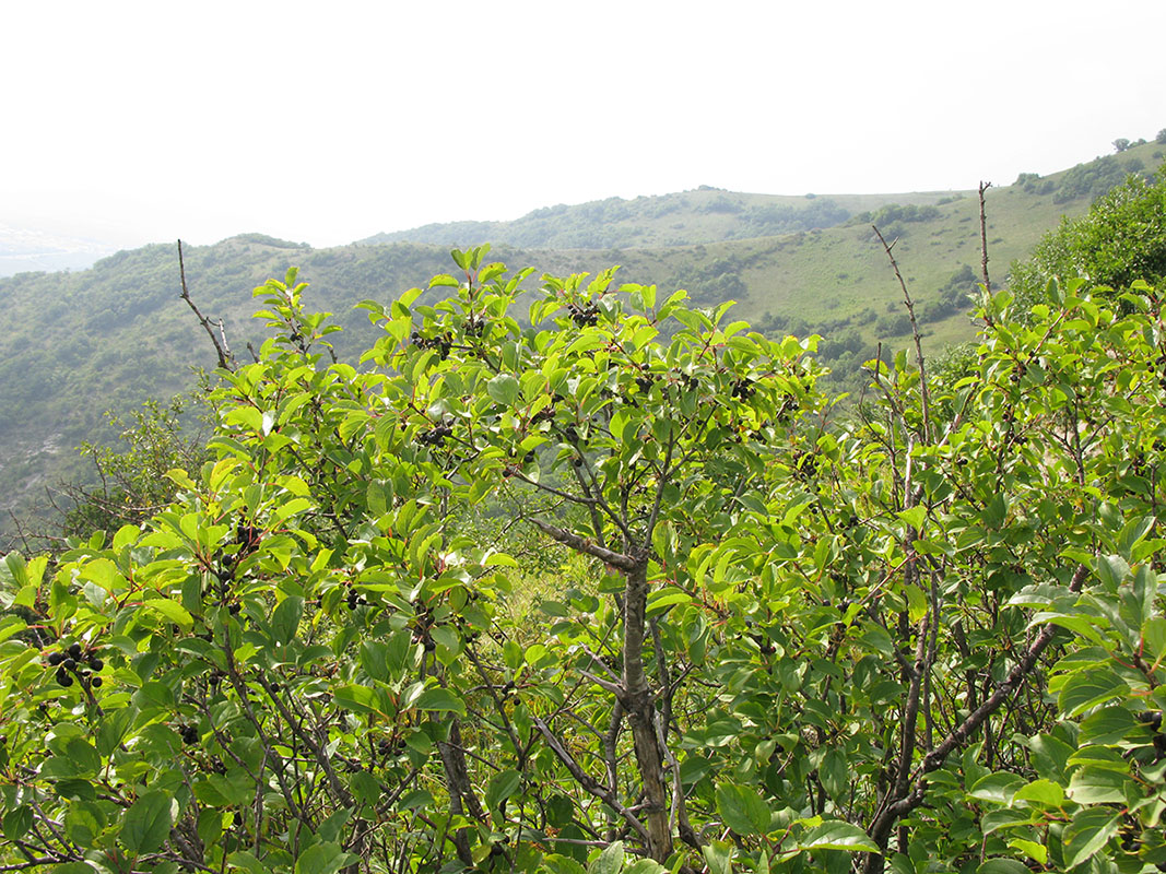 Image of Rhamnus cathartica specimen.