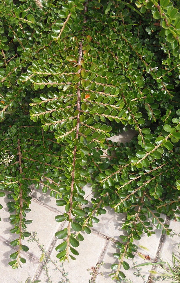 Image of Cotoneaster horizontalis specimen.