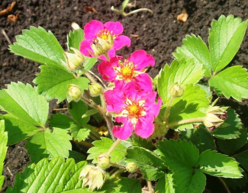 Image of genus Fragaria specimen.