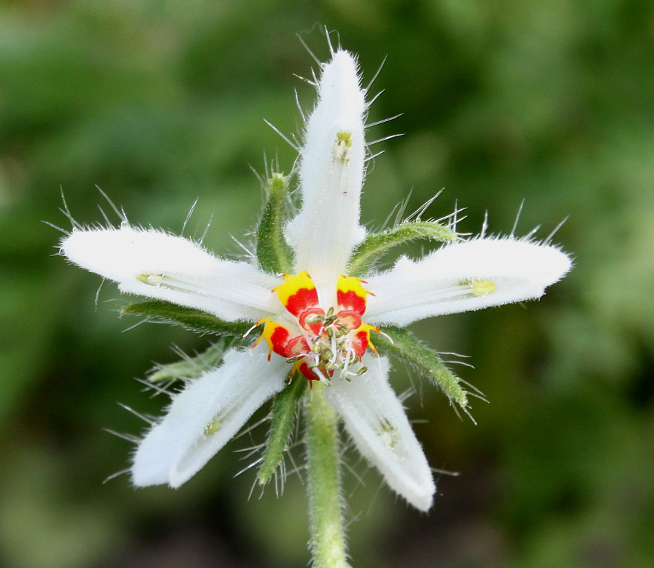 Image of Blumenbachia insignis specimen.