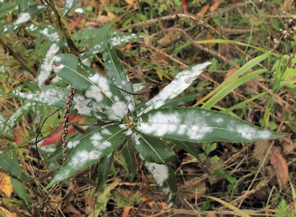 Image of Salix siuzevii specimen.