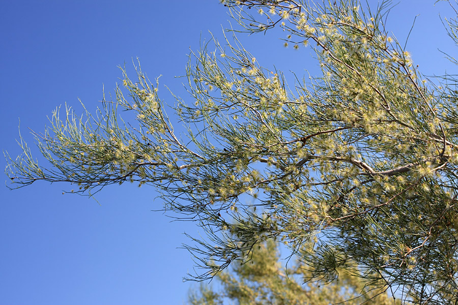 Image of genus Calligonum specimen.