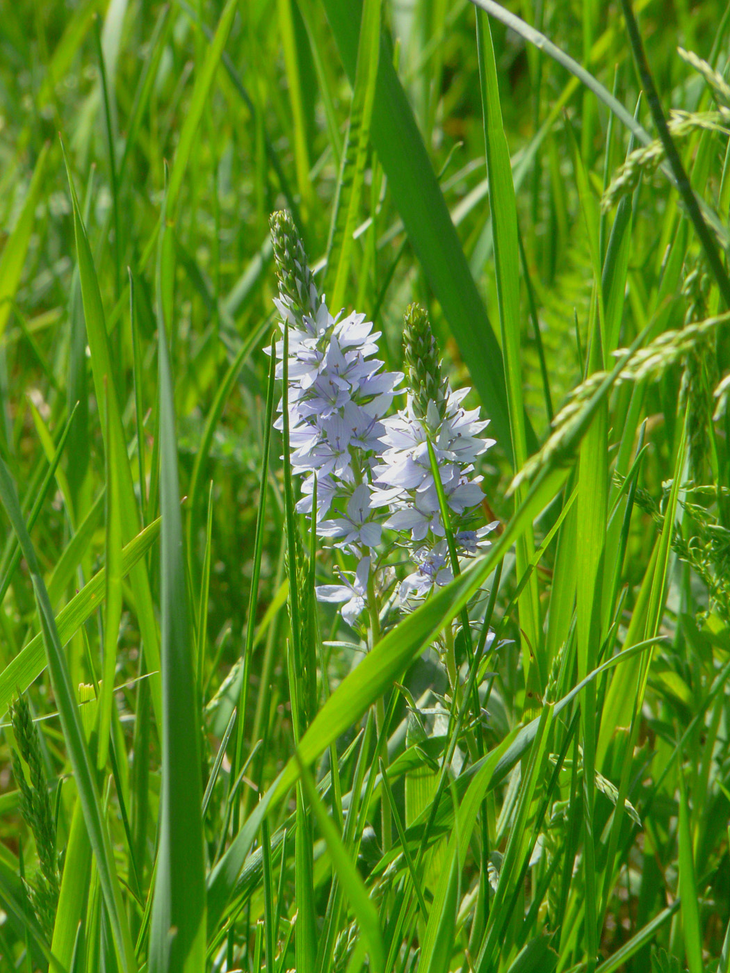 Image of Veronica jacquinii specimen.