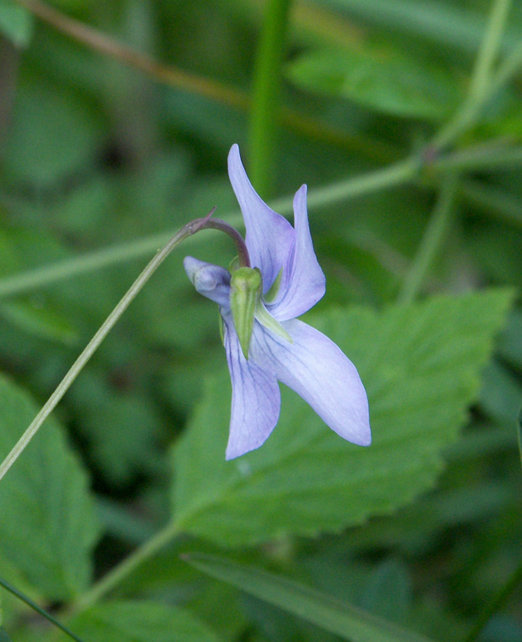 Изображение особи Viola riviniana.