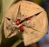 Lagunaria patersonia. Вскрывшийся плод. Израиль, Шарон, пос. Кфар Шмариягу, в культуре. 19.11.2013.