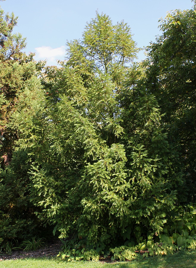 Image of Torreya nucifera specimen.